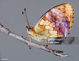 Attēlu rezultāti vaicājumam “Brenthis daphne”