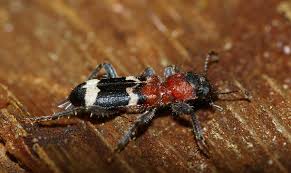 Attēlu rezultāti vaicājumam “Thanasimus formicarius”