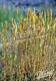 Attēlu rezultāti vaicājumam “Anthoxanthum odoratum fruit”