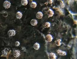 Attēlu rezultāti vaicājumam “Badhamia melanospora macro”