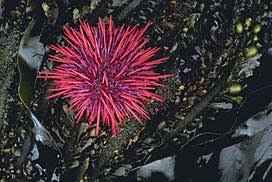 Image result for Mesocentrotus franciscanus