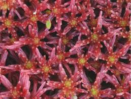 Attēlu rezultāti vaicājumam “Sphagnum quinquefarium”