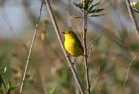 Image result for Dendroica petechia