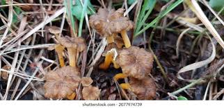 Attēlu rezultāti vaicājumam “Cantharellus lutescens”