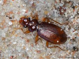 Attēlu rezultāti vaicājumam “Leistus ferrugineus”