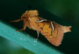 Attēlu rezultāti vaicājumam “Hepialus sylvina female”