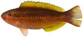 Image result for Scarus zelindae