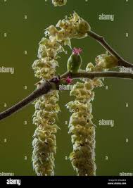 Attēlu rezultāti vaicājumam “Corylus avellana female flower”