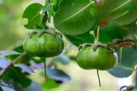 Attēlu rezultāti vaicājumam “Listera ovata fruit”