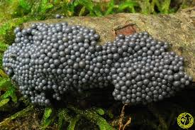 Attēlu rezultāti vaicājumam “Cribraria argillacea macro”