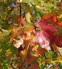 Attēlu rezultāti vaicājumam “Quercus rubra”