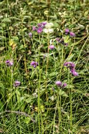 Attēlu rezultāti vaicājumam “Serratula tinctoria flower”