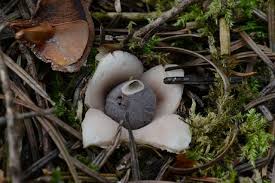Attēlu rezultāti vaicājumam “Geastrum quadrifidum”