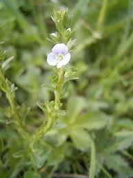 Attēlu rezultāti vaicājumam “Veronica serpyllifolia flower”
