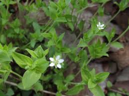 Attēlu rezultāti vaicājumam “Moehringia trinervia bud”