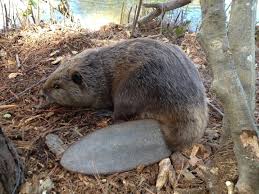 Image result for Beaver Sc