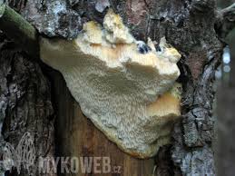 Attēlu rezultāti vaicājumam “Diplomitoporus flavescens”