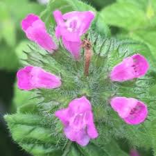 Attēlu rezultāti vaicājumam “Clinopodium vulgare fruit”
