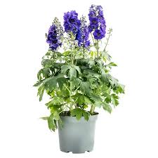 Image result for Rittersporn