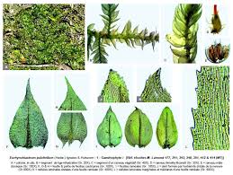 Attēlu rezultāti vaicājumam “Eurhynchiastrum pulchellum”