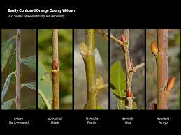 Attēlu rezultāti vaicājumam “Chionaspis salicis imago”