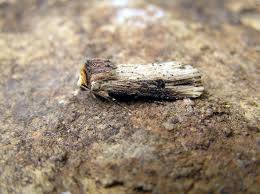 Attēlu rezultāti vaicājumam “Axylia putris”