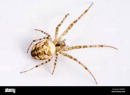 Attēlu rezultāti vaicājumam “Metellina segmentata”