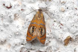 Attēlu rezultāti vaicājumam “Olethreutes arcuella”