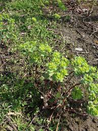 Attēlu rezultāti vaicājumam “Euphorbia helioscopia leaf”