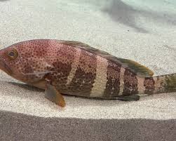 Image result for Epinephelus andersoni