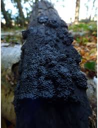 Attēlu rezultāti vaicājumam “Hypoxylon multiforme”