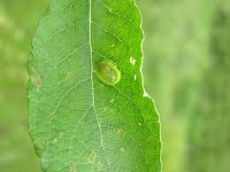 Attēlu rezultāti vaicājumam “Pontania proxima”