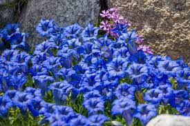 Image result for Enzian