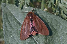 Attēlu rezultāti vaicājumam “Phragmatobia fuliginosa”