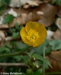 Attēlu rezultāti vaicājumam “Ranunculus lanuginosus”