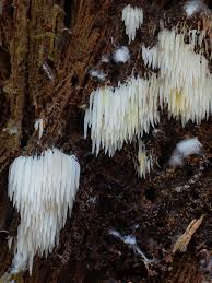 Attēlu rezultāti vaicājumam “Mucronella bresadolae”