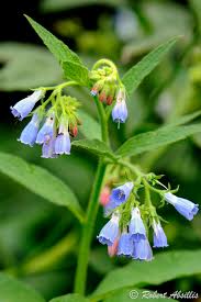 Attēlu rezultāti vaicājumam “Symphytum asperum leaf”