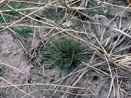 Attēlu rezultāti vaicājumam “Corynephorus canescens”