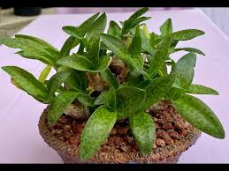 Attēlu rezultāti vaicājumam “Lycogala leopardinum sessile”