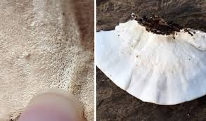 Attēlu rezultāti vaicājumam “Trametes ochracea”