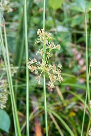Attēlu rezultāti vaicājumam “Juncus effusus fruit”