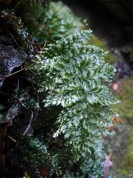 Attēlu rezultāti vaicājumam “Orthotrichum speciosum sporophyte”