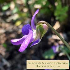 Attēlu rezultāti vaicājumam “Viola epipsila flower”