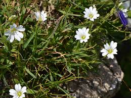 Attēlu rezultāti vaicājumam “Cerastium sylvaticum”