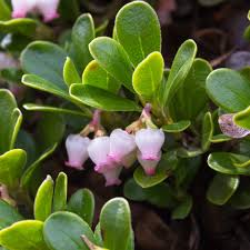 Attēlu rezultāti vaicājumam “Exobasidium uvae-ursi”