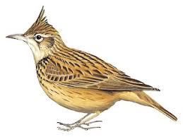 Attēlu rezultāti vaicājumam “Galerida cristata adult”