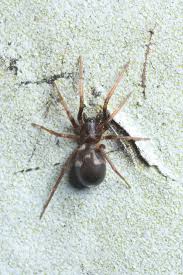 Attēlu rezultāti vaicājumam “Aranei”