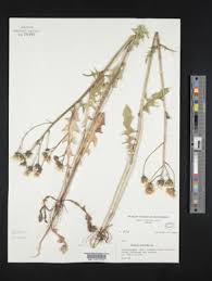 Attēlu rezultāti vaicājumam “Crepis biennis”