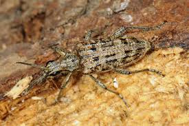 Attēlu rezultāti vaicājumam “Rhagium inquisitor”