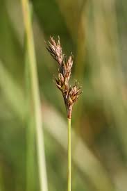 Attēlu rezultāti vaicājumam “Cribraria languescens stalked”